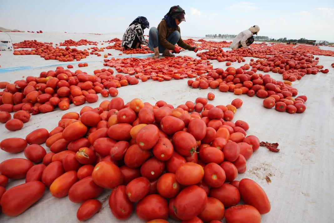 Süphan Dağı’nda yetişiyor 12 kilodan 1 kilo çıkıyor. Türkler 1 kilo bile alamıyor - Resim: 19